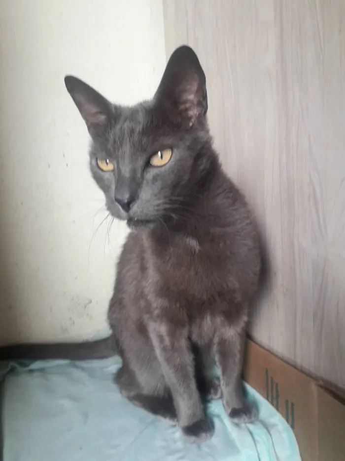 Gato raça Srd idade 2 anos nome Artus