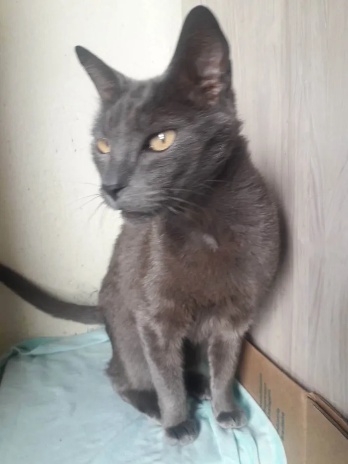 Gato raça Srd idade 2 anos nome Artus