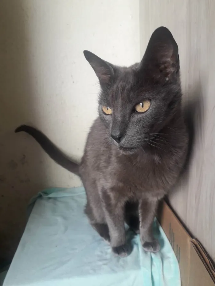 Gato raça Srd idade 2 anos nome Artus