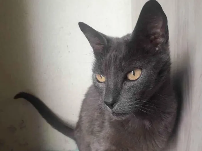 Gato raça Srd idade 2 anos nome Artus