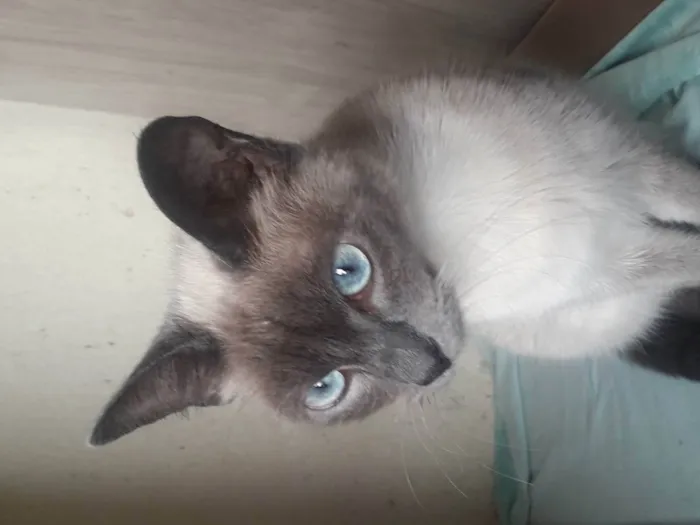 Gato raça Srd idade 2 a 6 meses nome Grey