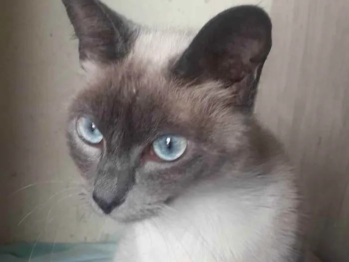 Gato raça Srd idade 2 a 6 meses nome Grey