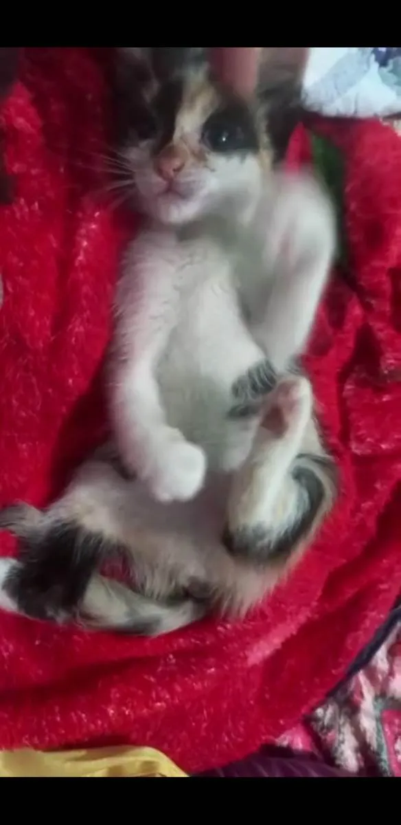 Gato raça Srd idade 2 a 6 meses nome Trix