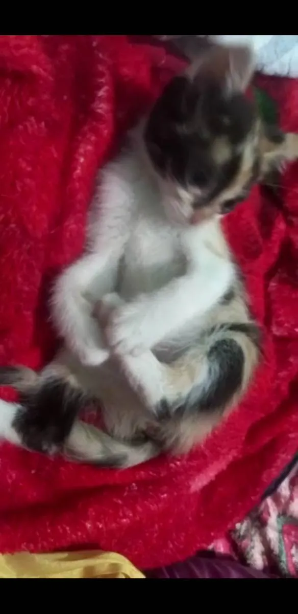 Gato raça Srd idade 2 a 6 meses nome Trix