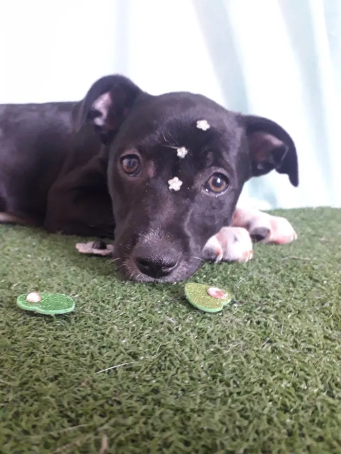 Cachorro ra a Srd idade 2 a 6 meses nome Babi