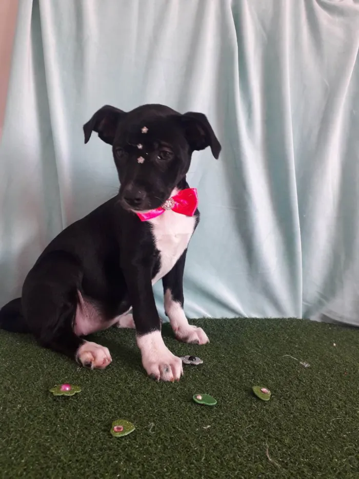 Cachorro ra a Srd idade 2 a 6 meses nome Babi