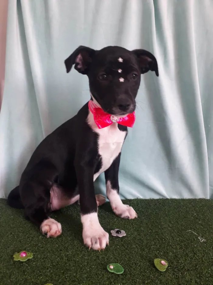 Cachorro ra a Srd idade 2 a 6 meses nome Babi