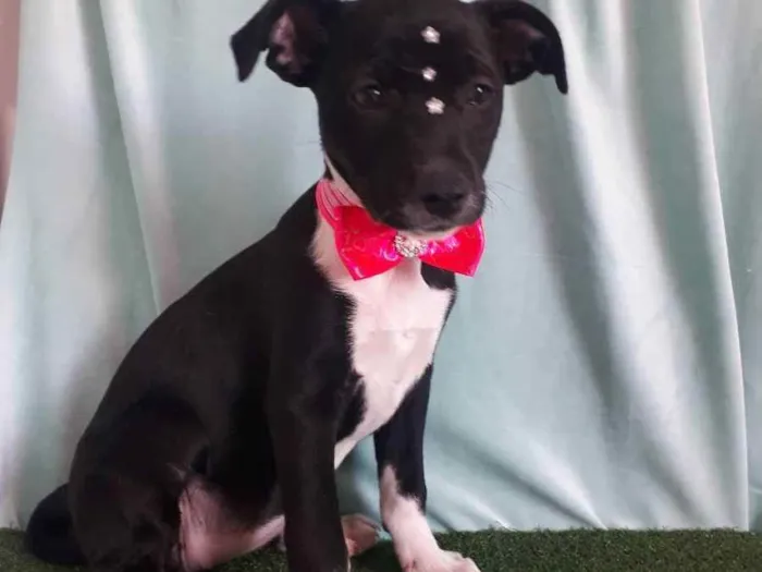 Cachorro ra a Srd idade 2 a 6 meses nome Babi