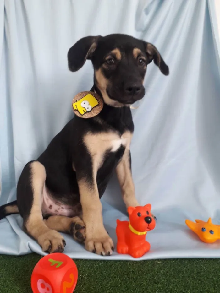 Cachorro ra a Srd idade 7 a 11 meses nome Bart