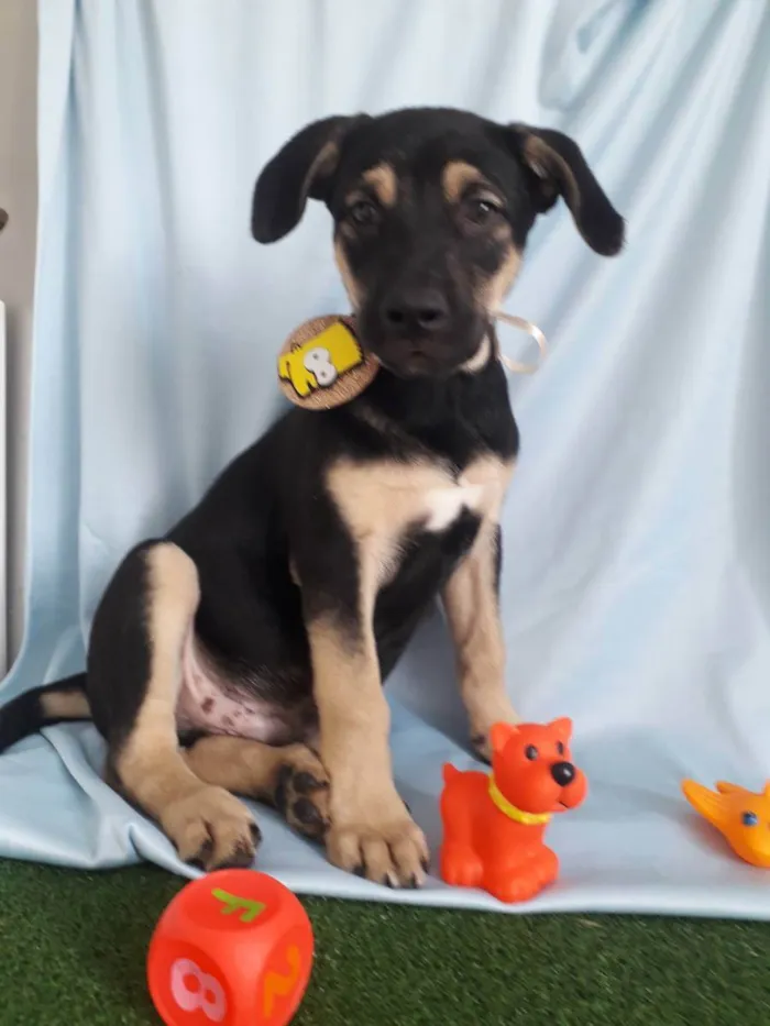 Cachorro ra a Srd idade 7 a 11 meses nome Bart