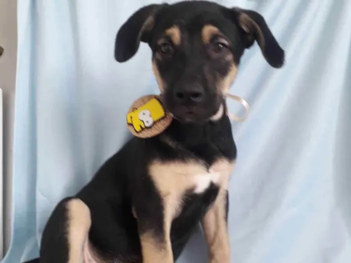 Cachorro ra a Srd idade 7 a 11 meses nome Bart