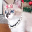 Kika 