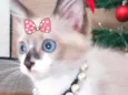 Kika 