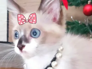 Gato raça Mestiça  idade 2 a 6 meses nome Kika 