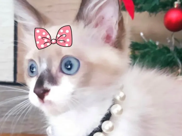 Gato ra a Mestiça  idade 2 a 6 meses nome Kika 