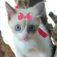 Susi 