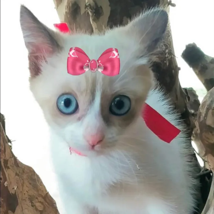 Gato ra a Mestiça  idade 2 a 6 meses nome Susi 