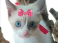 Susi 