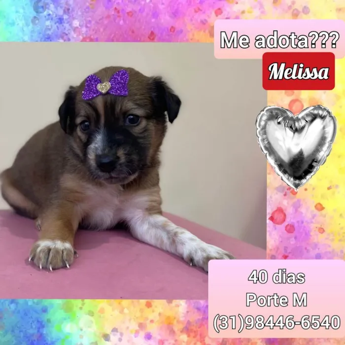 Cachorro raça SRD idade Abaixo de 2 meses nome Melissa