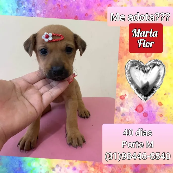 Cachorro raça SRD idade Abaixo de 2 meses nome Maria flor