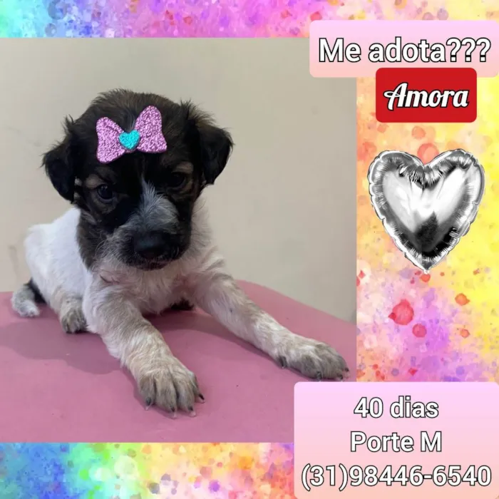 Cachorro raça SRD idade Abaixo de 2 meses nome Amora