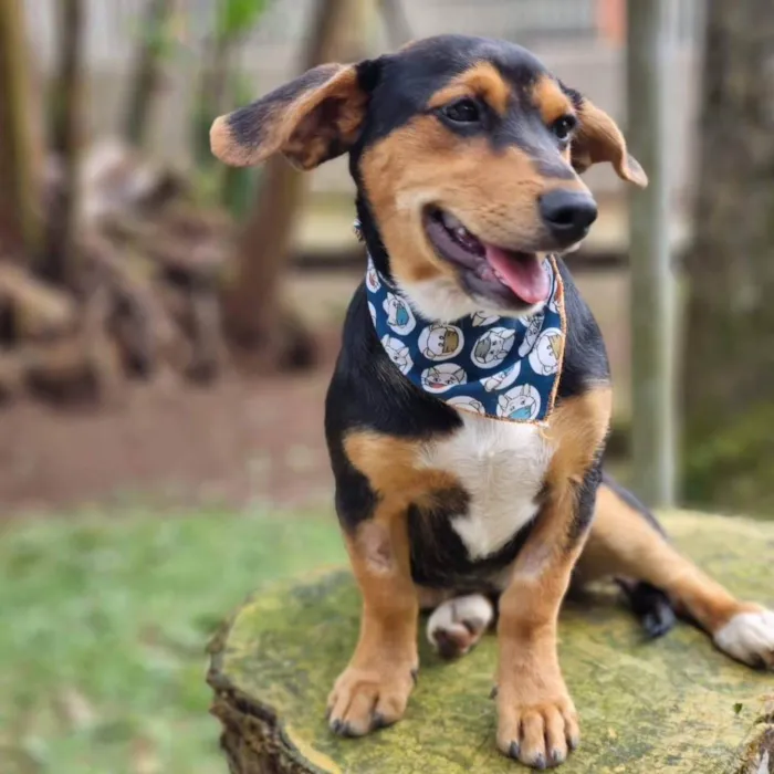 Cachorro ra a Srd idade 7 a 11 meses nome PINOT