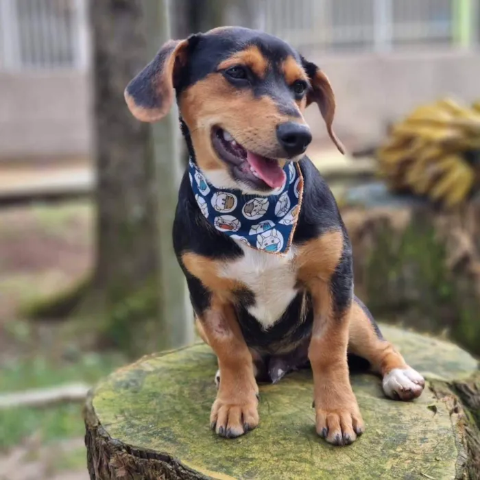 Cachorro ra a Srd idade 7 a 11 meses nome PINOT