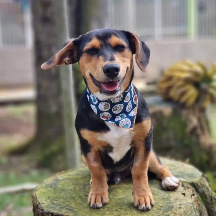 Cachorro ra a Srd idade 7 a 11 meses nome PINOT