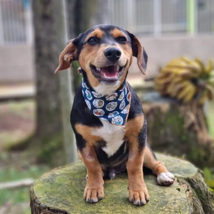 Cachorro ra a Srd idade 7 a 11 meses nome PINOT