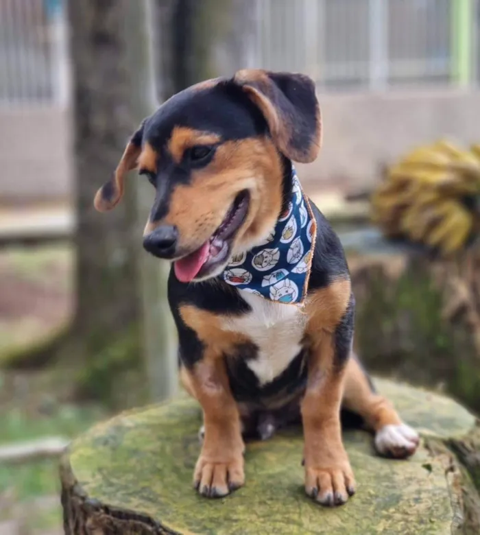 Cachorro ra a Srd idade 7 a 11 meses nome PINOT