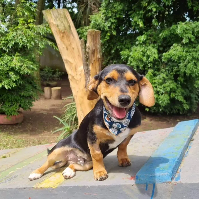 Cachorro ra a Srd idade 7 a 11 meses nome PINOT