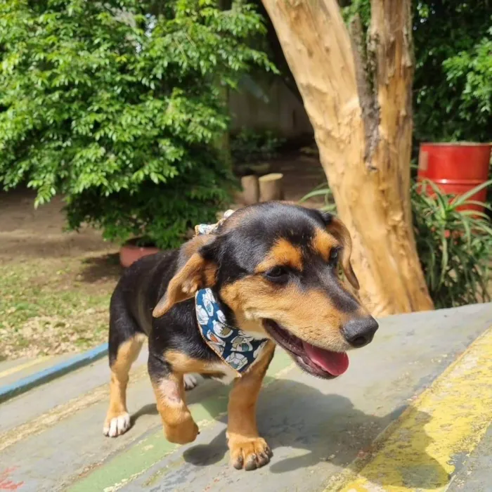 Cachorro ra a Srd idade 7 a 11 meses nome PINOT