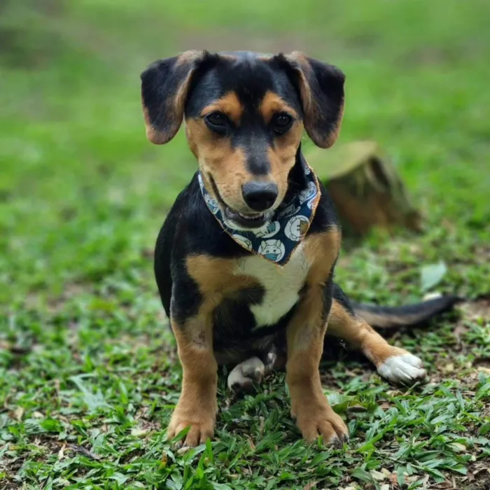 Cachorro ra a Srd idade 7 a 11 meses nome PINOT