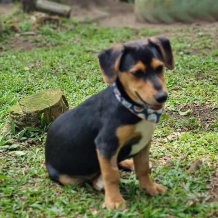 Cachorro ra a Srd idade 7 a 11 meses nome PINOT