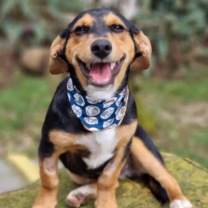 Cachorro ra a Srd idade 7 a 11 meses nome PINOT