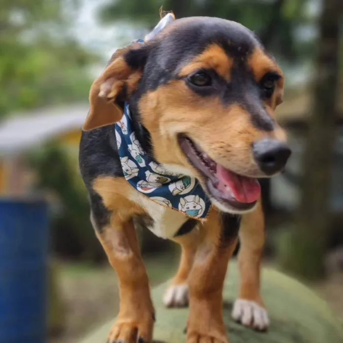 Cachorro ra a Srd idade 7 a 11 meses nome PINOT