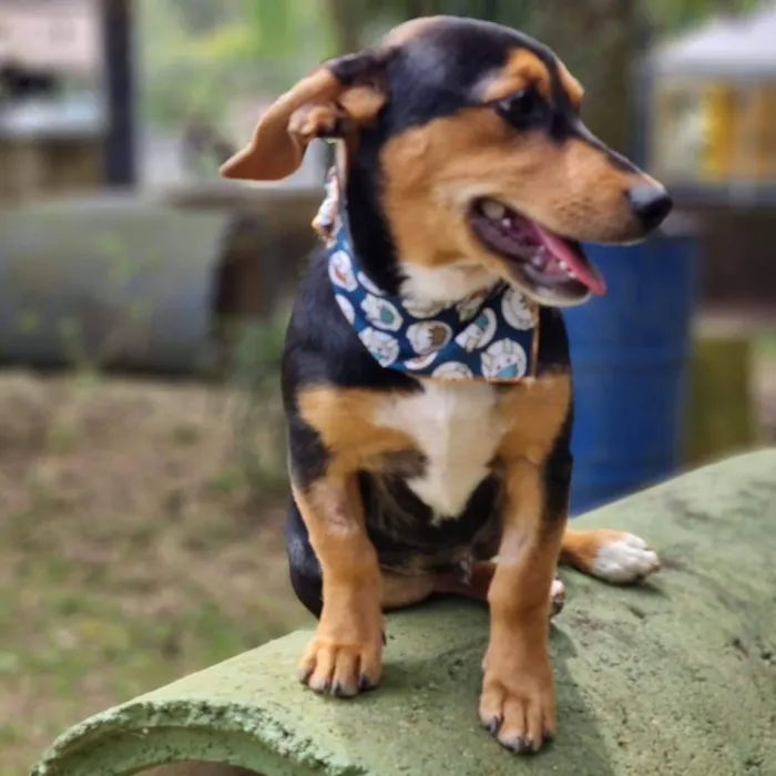 Cachorro ra a Srd idade 7 a 11 meses nome PINOT