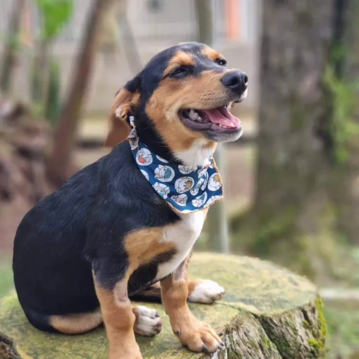 Cachorro ra a Srd idade 7 a 11 meses nome PINOT