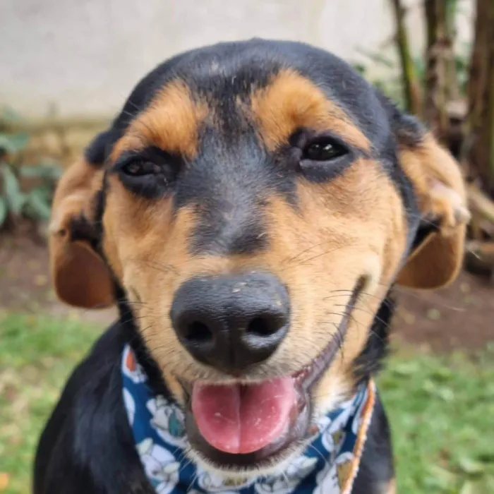 Cachorro ra a Srd idade 7 a 11 meses nome PINOT