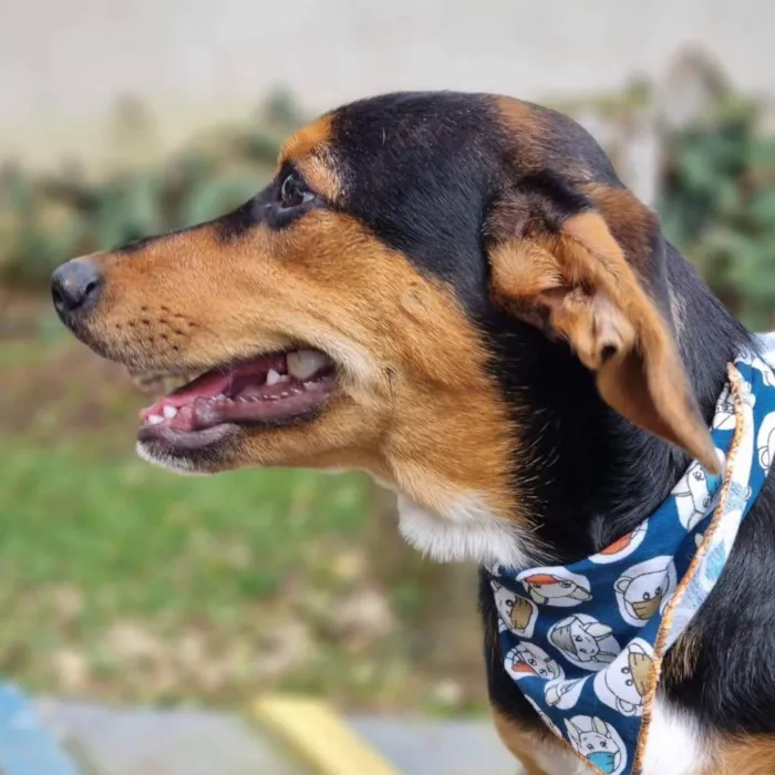 Cachorro ra a Srd idade 7 a 11 meses nome PINOT