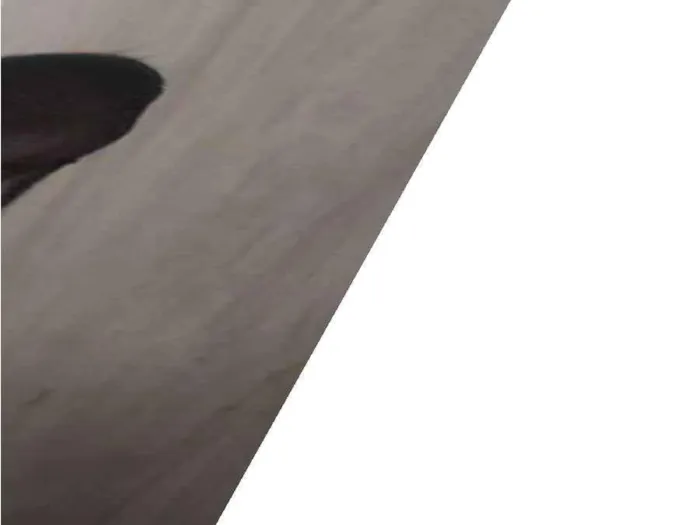 Gato raça Srd idade 2 a 6 meses nome Grey