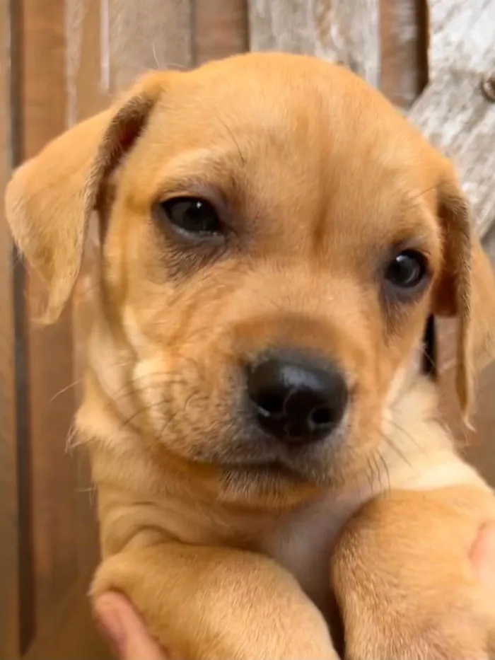 Cachorro raça SRD  idade Abaixo de 2 meses nome Sem Nome