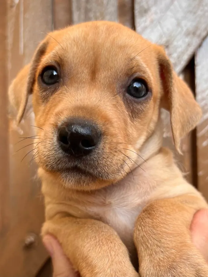 Cachorro raça SRD  idade Abaixo de 2 meses nome Sem Nome