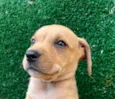 Cachorro raça SRD  idade Abaixo de 2 meses nome Sem Nome