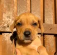 Cachorro raça SRD  idade Abaixo de 2 meses nome Sem Nome