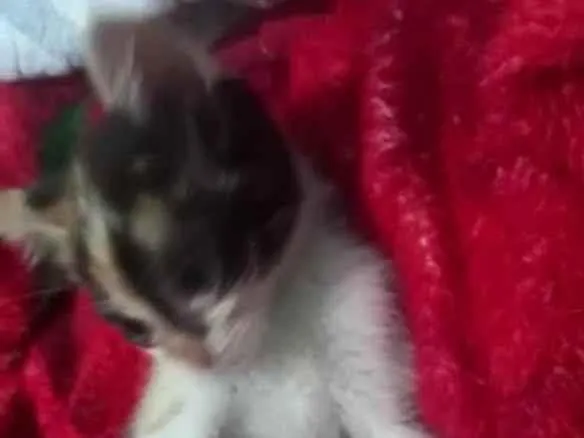 Gato raça Srd idade 2 a 6 meses nome Trix