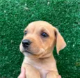 Cachorro raça SRD  idade Abaixo de 2 meses nome Sem Nome
