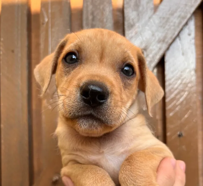 Cachorro raça SRD  idade Abaixo de 2 meses nome Sem Nome
