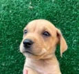 Cachorro raça SRD  idade Abaixo de 2 meses nome Sem Nome