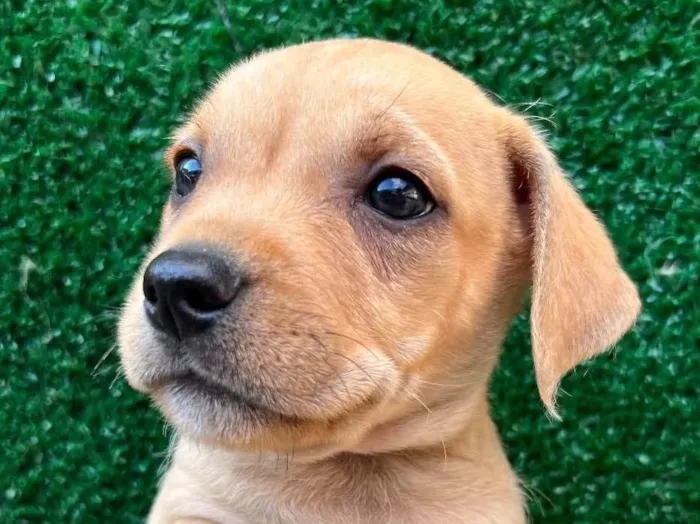Cachorro raça SRD  idade Abaixo de 2 meses nome Sem Nome